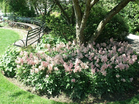 Toronto Music Garden Minuet section with pink astilbe bed under crabapple tree by garden muses: a Toronto gardening  blog
