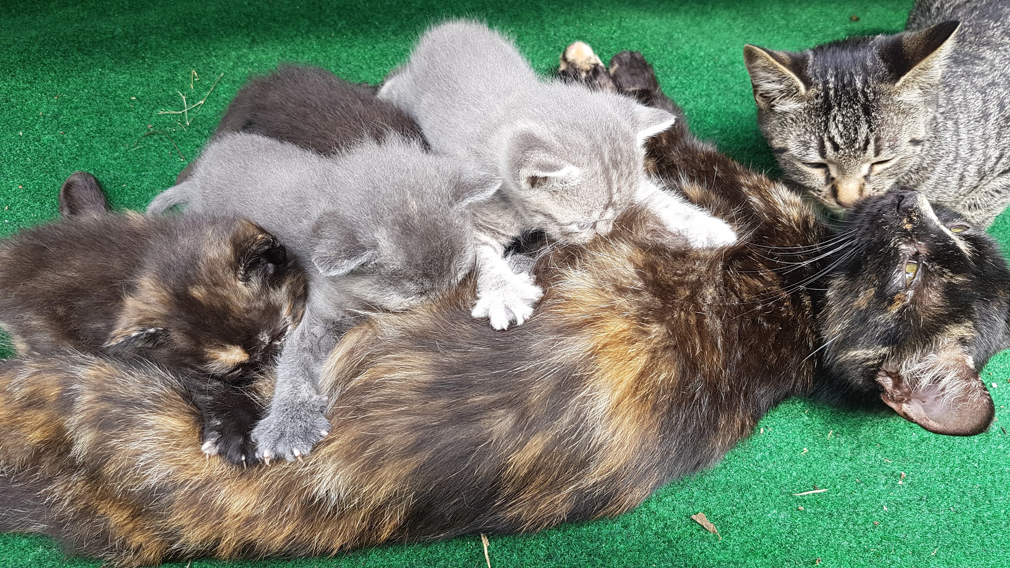 Kittens with mother, Is Clean Beauty Better? Why cruelty free is important
