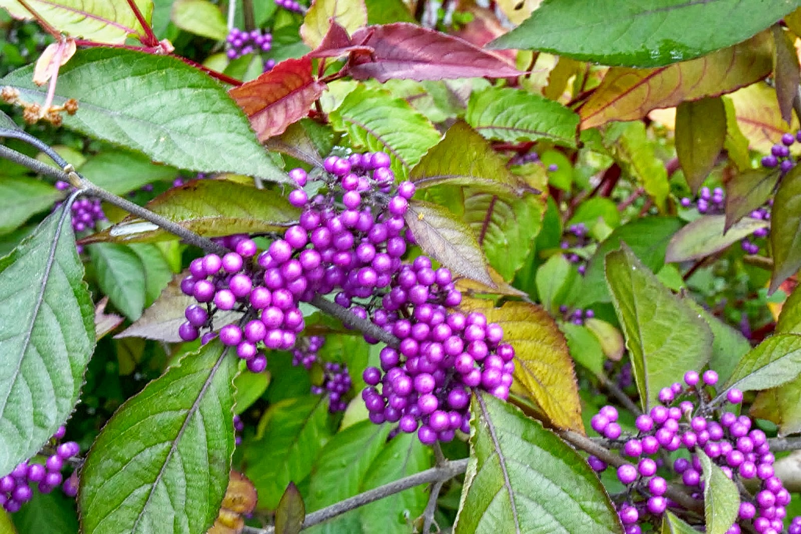 красивоплодник бодиньера. красивоплодник бодиньера профьюжн. красивоплодник описание. красивоплодник бодиньера жиральда. красивоплодник описание.