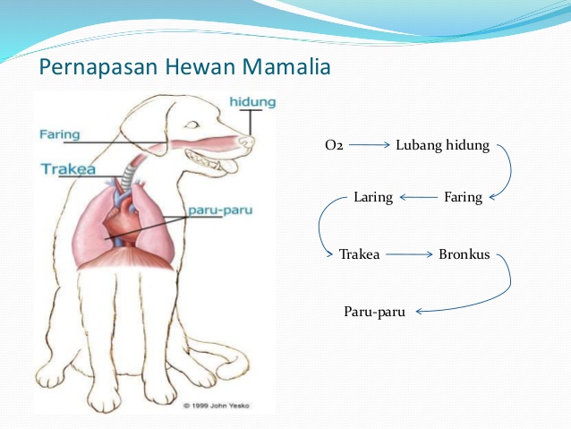 4700 Koleksi Gambar Organ Pernapasan Pada Hewan Mamalia Gratis Gambar Hewan