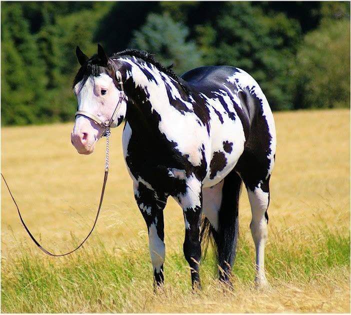 Cavalo Uma Paixão Curiosidades da Raça Paint Horse