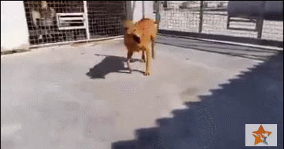 입양이 결정된 유기견들.gif | 인스티즈