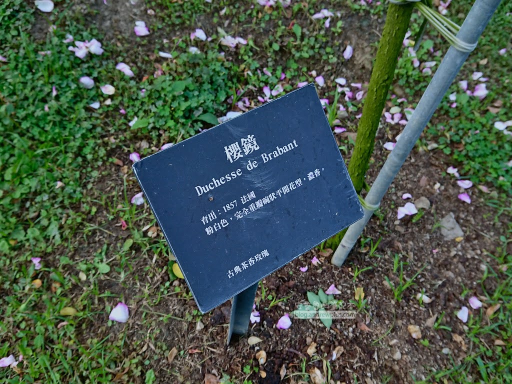 苗栗景點,雅聞七里香玫瑰森林,苗栗親子旅遊