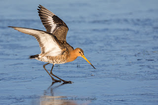 Wildlifefotografie Naturfotografie Dümmer See Uferschnepfe