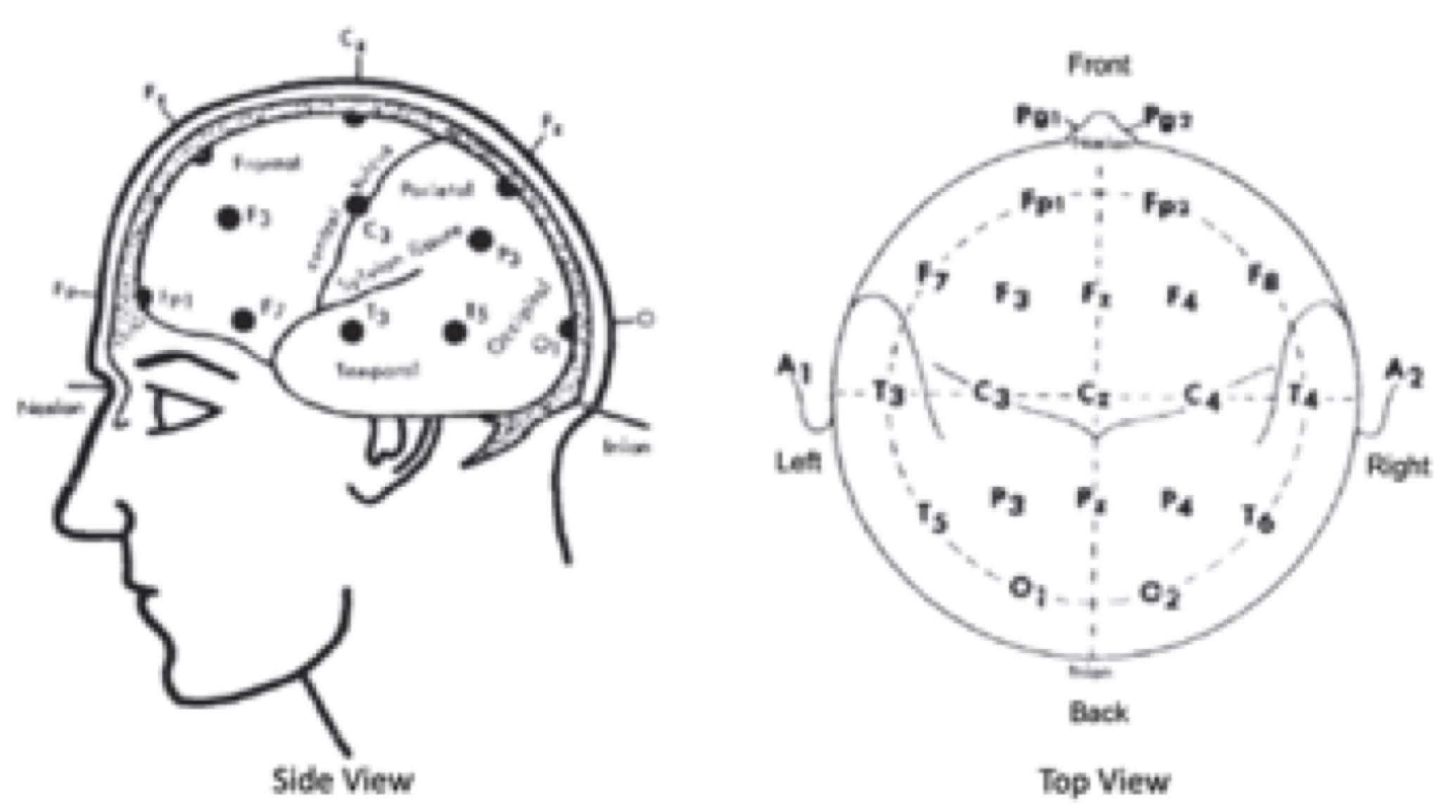 Intermediate Physics for Medicine and Biology The 1020 System