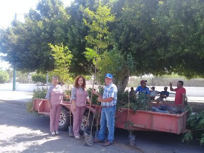 Ayuntamiento de Huatabampo recibe donación de 800 árboles por parte de la Junta Local de Sanidad Vegetal