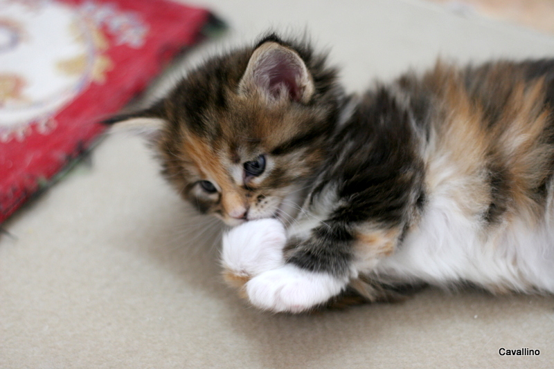 Cavallino 猫 ねこ ネコ 子猫の笑い顔 子猫通信
