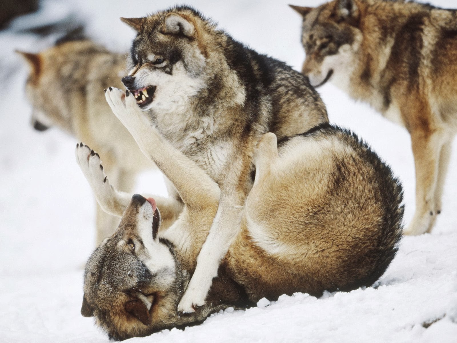 Любовь в животном понимании | Наши питомцы