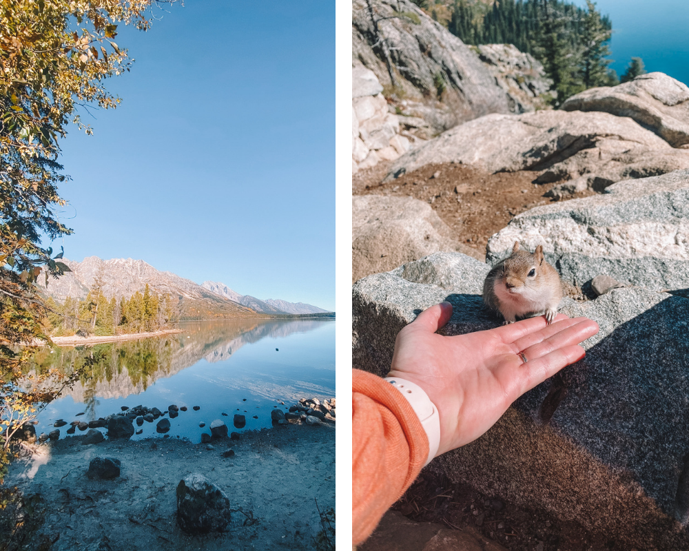 Travel blogger Amanda Martin of Amanda's OK Blog hikes around Jenny Lake in Jackson, Wyoming, and befriends a chipmunk