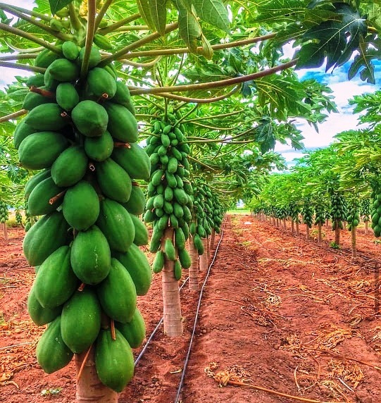 Rich Farm Kenya Profitable Agribusiness Ideas in Fruit Farming Pawpaw