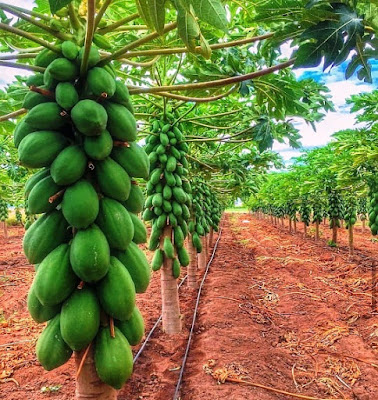 pawpaw farming in Kenya