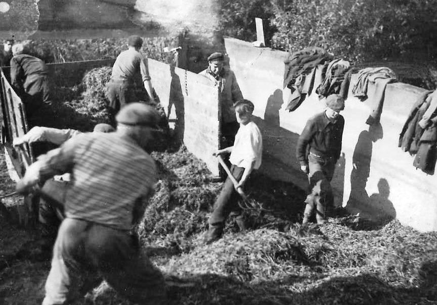 Skābbarības gatavošana kolhozā ,, Valle " 1950-tajos gados