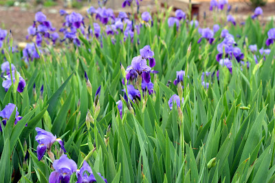 Field of Iris