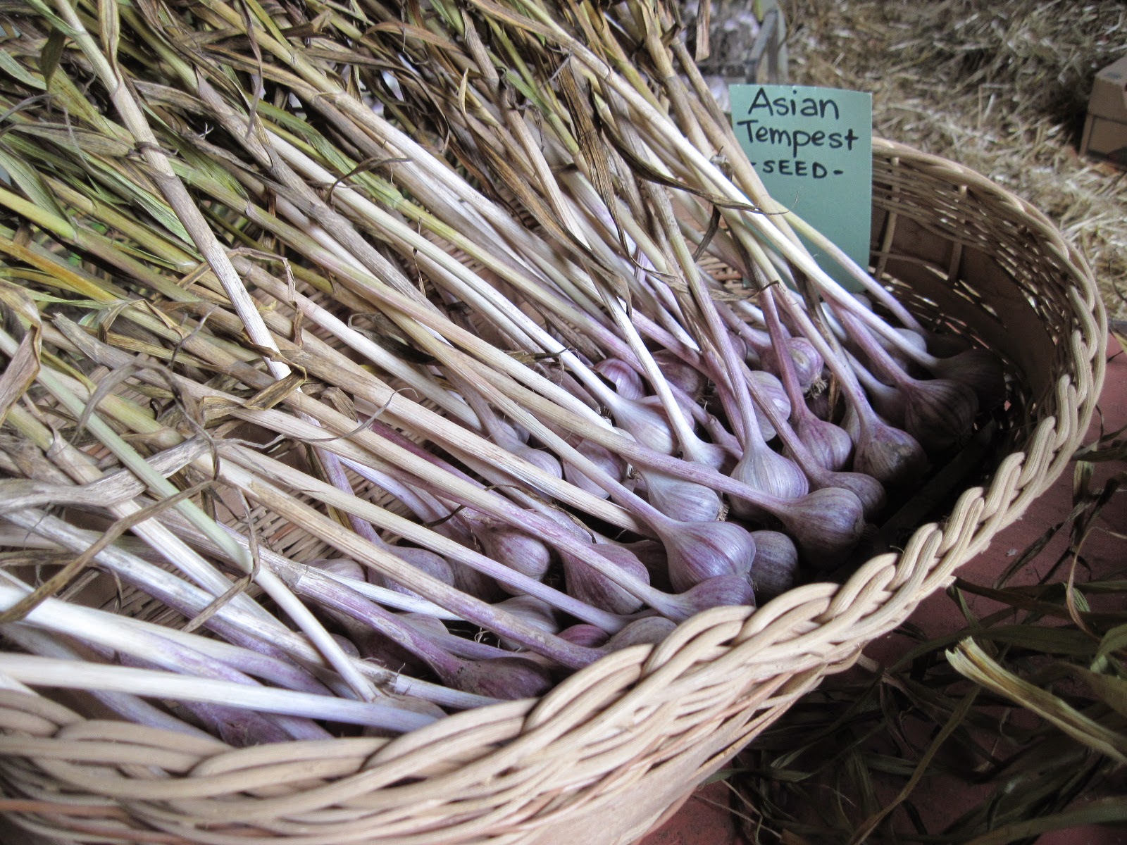 Growing Ontario Garlic Garlic Gallery
