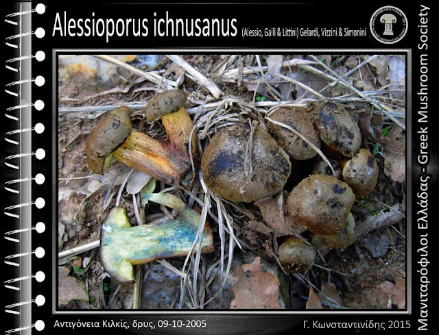 Alessioporus ichnusanus (Alessio, Galli & Littini) Gelardi, Vizzini & Simonini