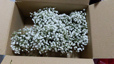 white babies breath flowers in box white babies breath flowers