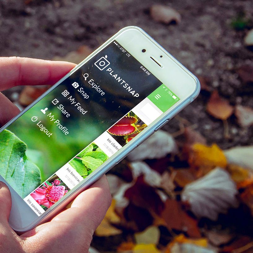 PlantSnap (Plant Identification); Identify a Flower Leaf or Tree by