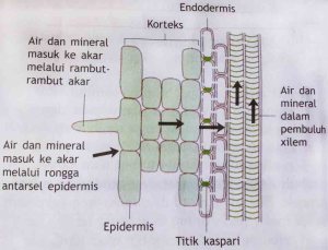 Berikut ini bagian-bagian akar yang dilalui oleh air tanah secara berturut-turut adalah