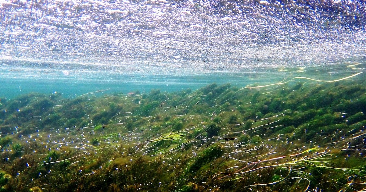 Aqua Experience Aquatic plants in their natural habitat