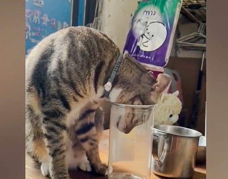Reason why cats get their heads stuck in glass jars and cans