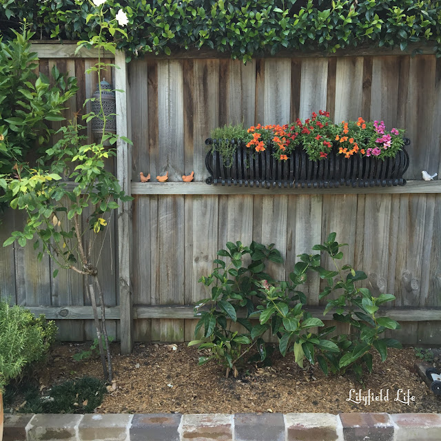 french planter in garden