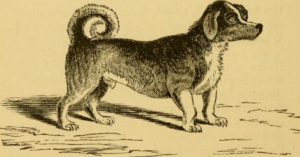 Turnspit Dogs Amusing