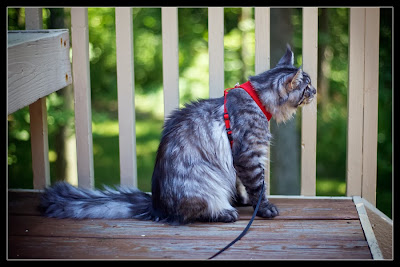 Stalone, the maine coon