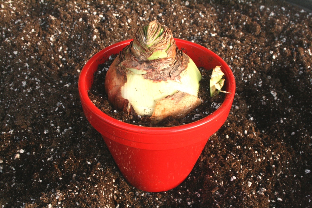 The Flower Bin How to grow Amaryllis