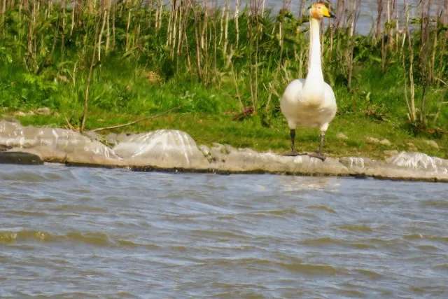 Whooper swan spotted on a walk in Seltjarnarnes Iceland