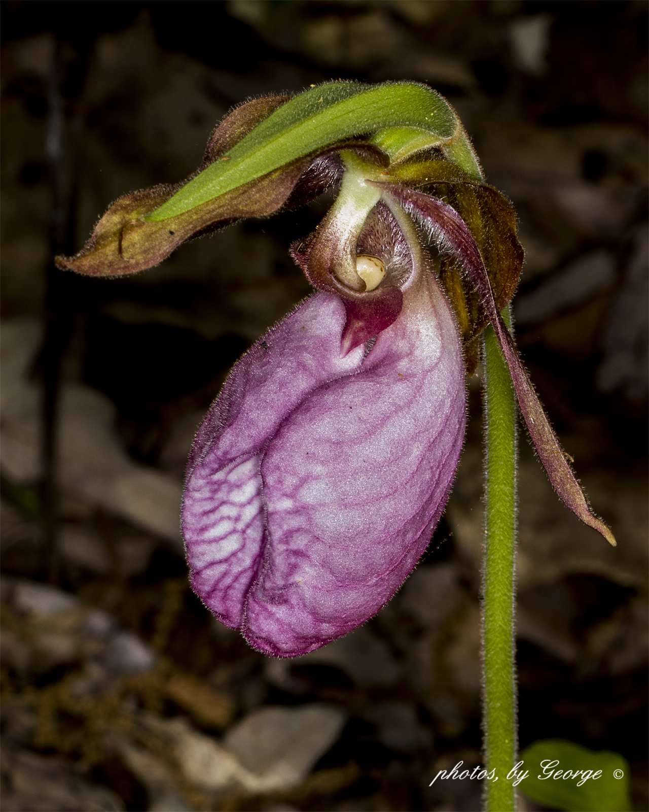 "What's Blooming Now" Pink Lady's Slipper, Moccasin Flower