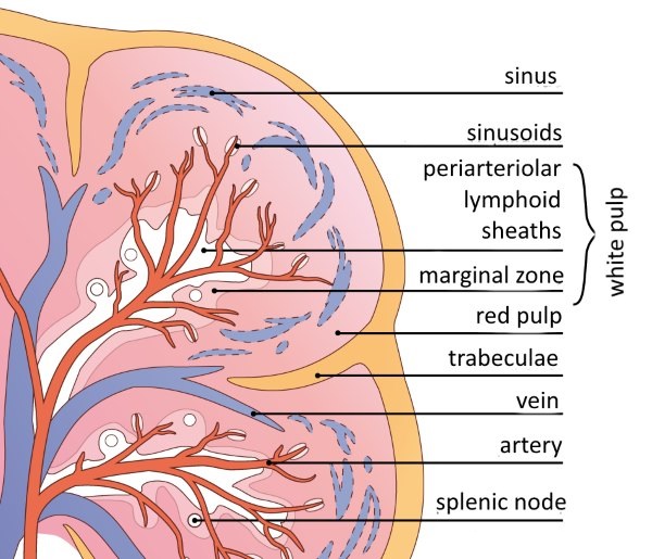 Organs of the immune system