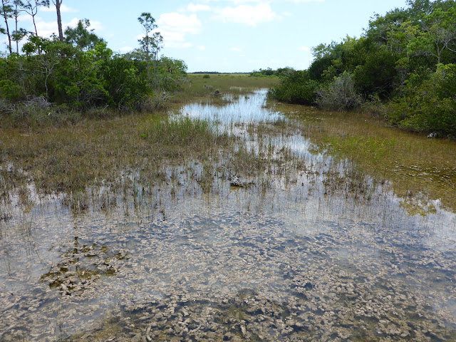 Sud des Everglades Floride