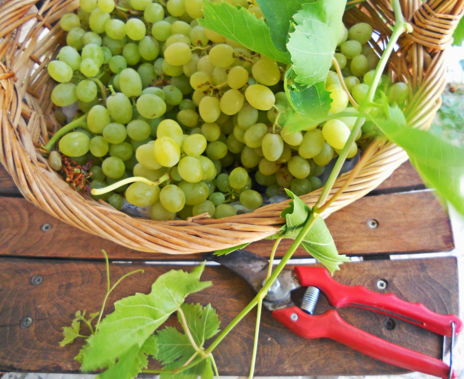 Cheerfulmoon bağ bozumu...