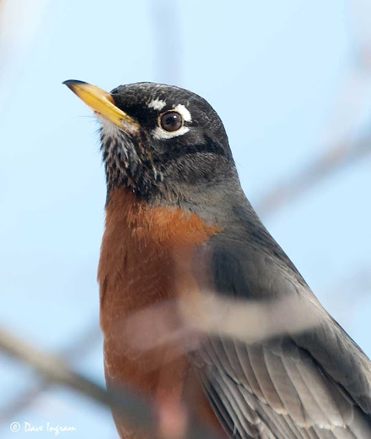 american robin female pictures 