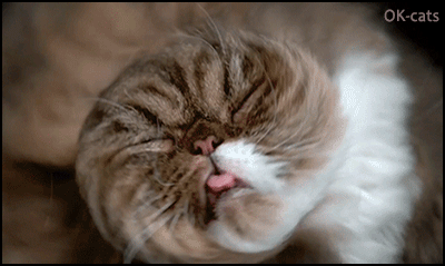 Amazing Cat GIF • Boomerang effect • Monster fluff cat shacking his head. He hates water on his fur Amazing Cat GIF • Boomerang effect • Monster fluff cat shacking his head. He hates water on his fur