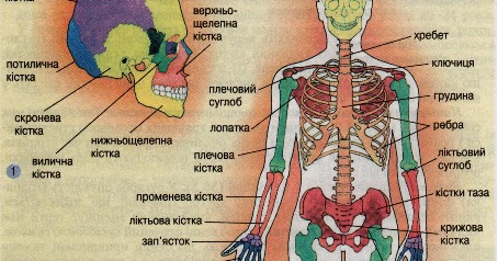 Система скелета человека