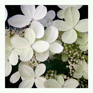 Syrenhortensia zon 4