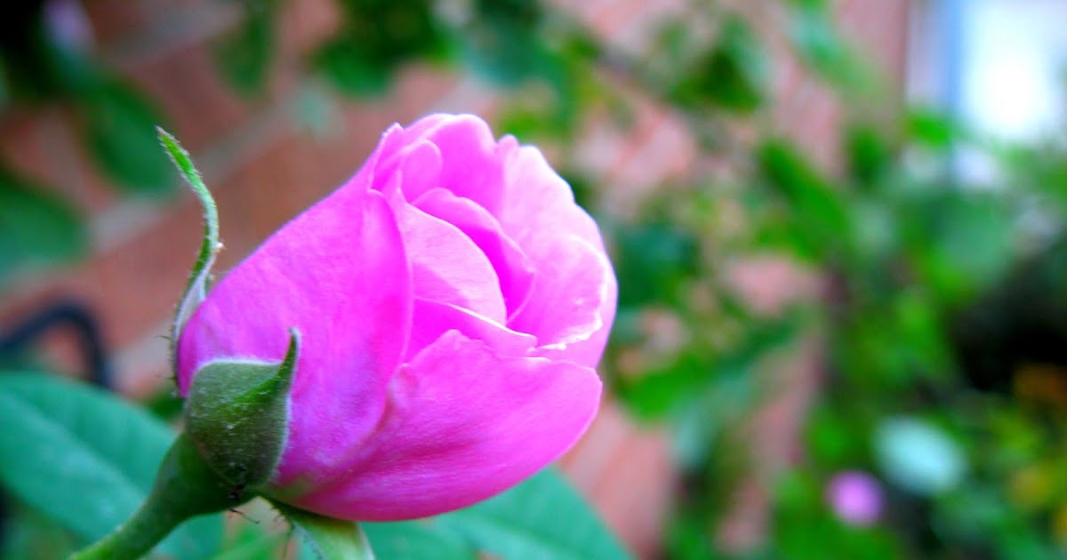 House at Forest Manor Ten Years of "House at Forest Manor"