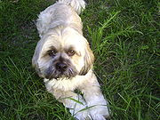 Lhasa Apso