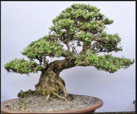 Teknik Membuat Tumbuhan Bonsai Dan Cara Merawatnya