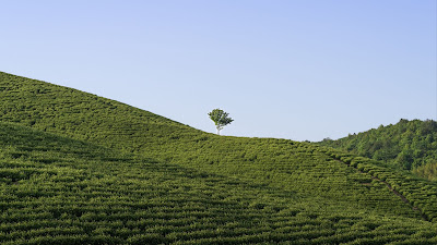 Beautiful view of endless green lonely tree Beautiful view of endless green lonely tree