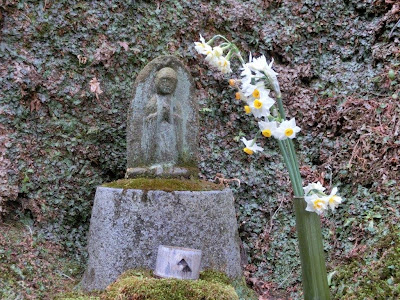 東慶寺のスイセン