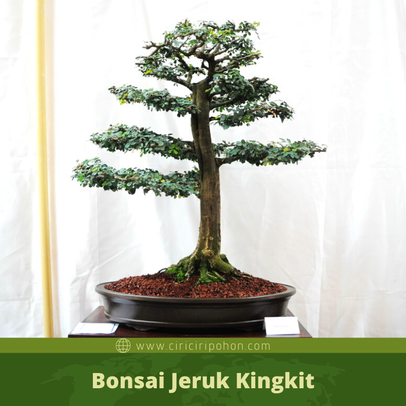 Ide Terkini Bonsai Pohon Jeruk