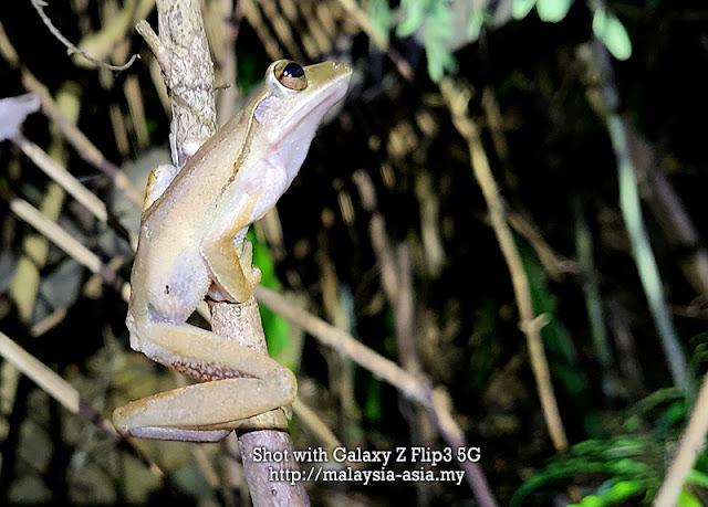 Malaysia Frog Photography