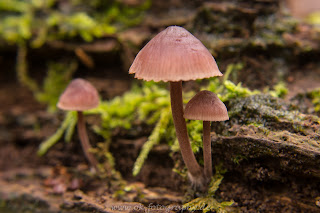 Naturfotografie Uentroper Wald Makro Pilze