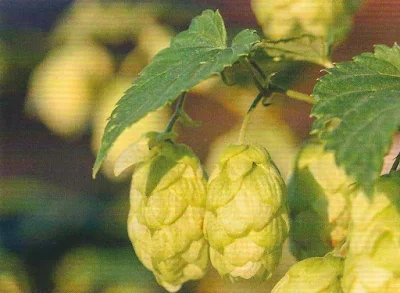 Hopfen – Humulus lupulus - Hopfen und Malz Gott erhalts - Bayern Hallertau Hopfen – Humulus lupulus - Hopfen und Malz Gott erhalts - Bayern Hallertau