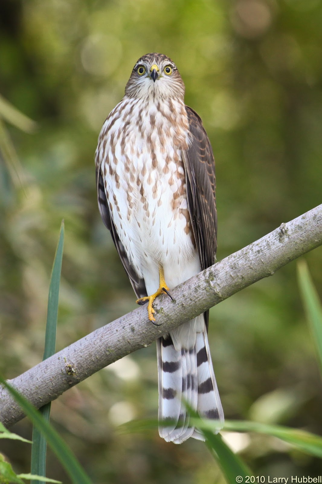 Union Bay Watch Changing Stripes