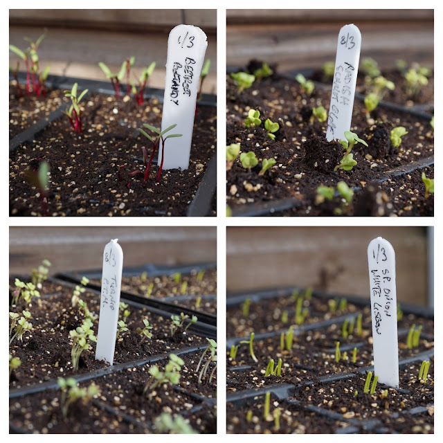 newest seedlings- a stubborn optimist blog - C Gault.