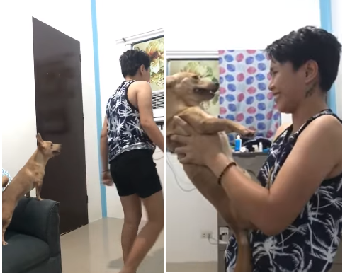 Owner Pranks Dog With Invisible Challenge Is The Cutest Reactions We Ve Ever Seen By Far Where In Bacolod Meta Content Where In Bacolod Owner Pranks Dog With Invisible Challenge Is The Cutest