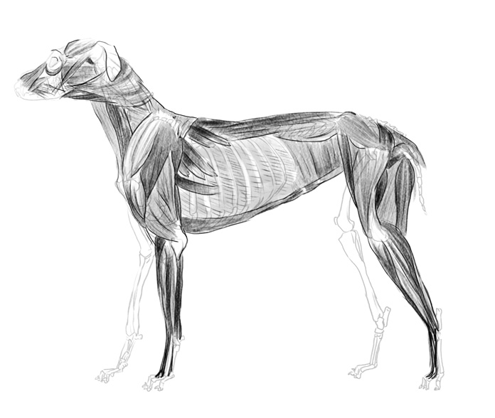 Anatamation: where Anatomy meets Animation: Dog anatomy